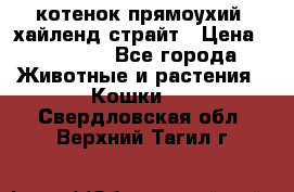 котенок прямоухий  хайленд страйт › Цена ­ 10 000 - Все города Животные и растения » Кошки   . Свердловская обл.,Верхний Тагил г.